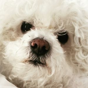 Meet your Posher, Rawshan